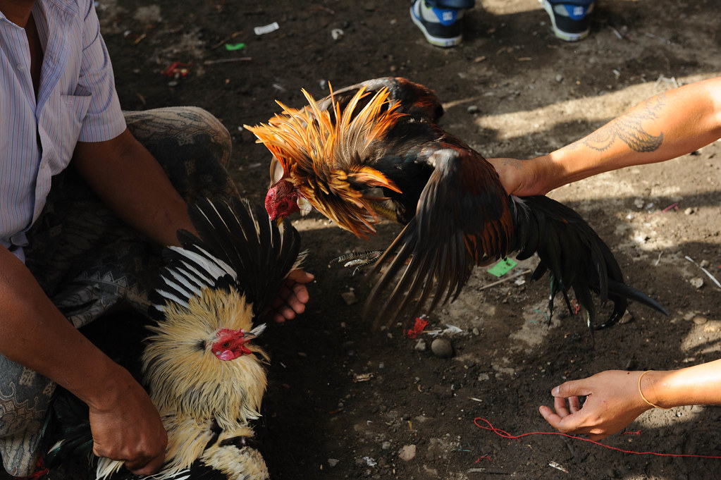 Cara Bermain Judi Sabung Ayam Melalui SV388