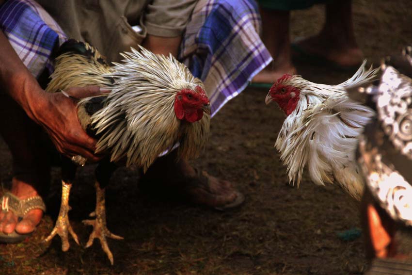 Judi Sabung Ayam Dalam SV388